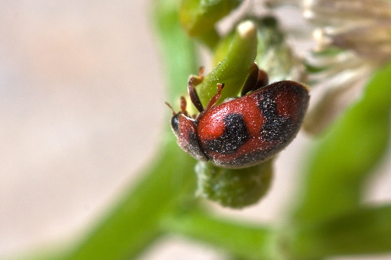 Rodolia cardinalis?